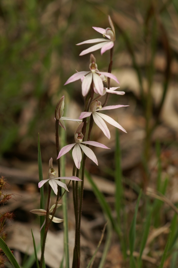 Caladenia carnea